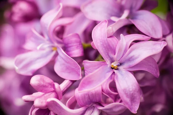 Lilac flowers abstract background — Stock Photo, Image
