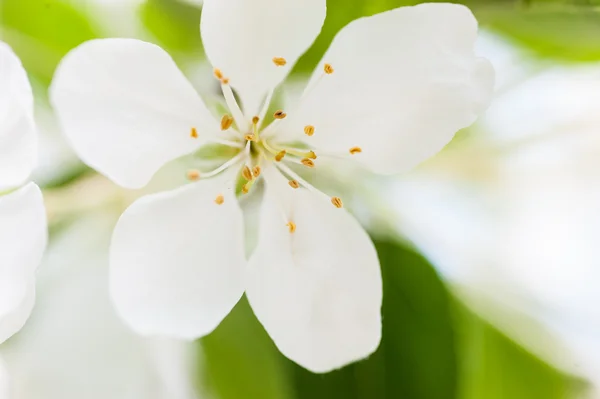 big white apple flower over green background