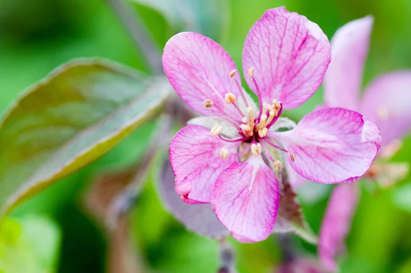 Violet apple flower over green background — Stock Photo, Image