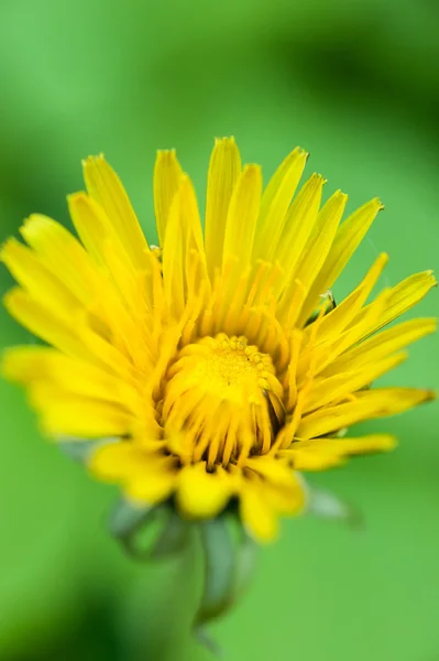 Diente de león amarillo sobre fondo verde — Foto de Stock