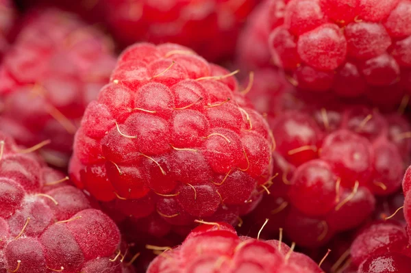 Red raspberry background — Stock Photo, Image