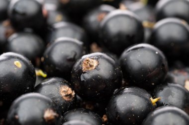 Siyah frenk üzümü arka planı