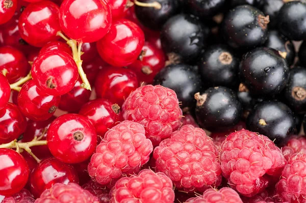 Composizione bacche ribes e lampone — Foto Stock