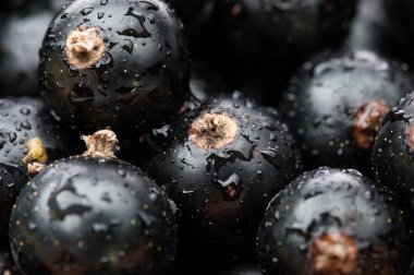 Siyah frenk üzümü arka planı