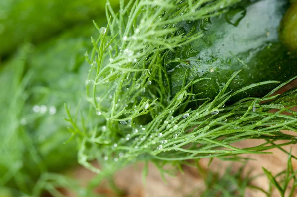 Grüner frischer Dill mit Wassertropfen — Stockfoto