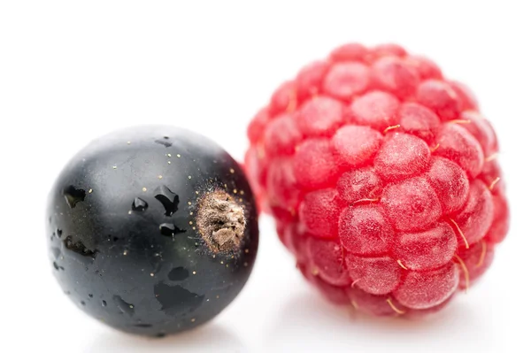 Black currant and red raspberry — Stock Photo, Image