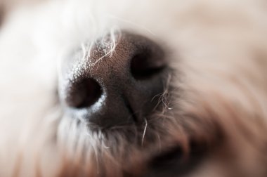 tatlı köpeğin burnu