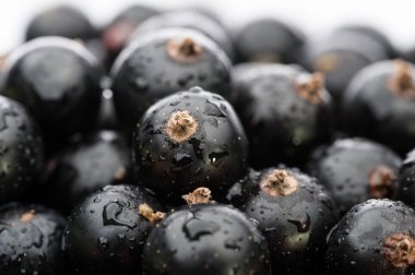 Siyah frenk üzümü arka planı