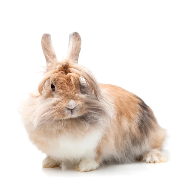 Lustiges Kaninchen — Stockfoto