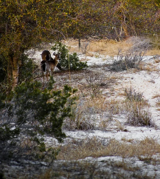 砂丘の鹿 — ストック写真
