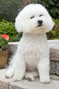 Bichon poz
