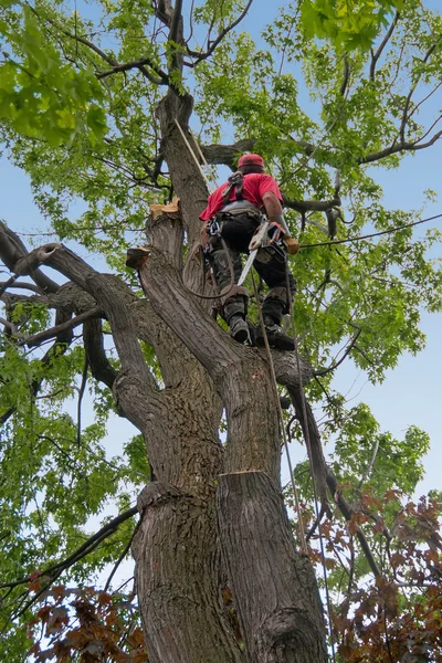 Tree surgeon — Stock Photo, Image