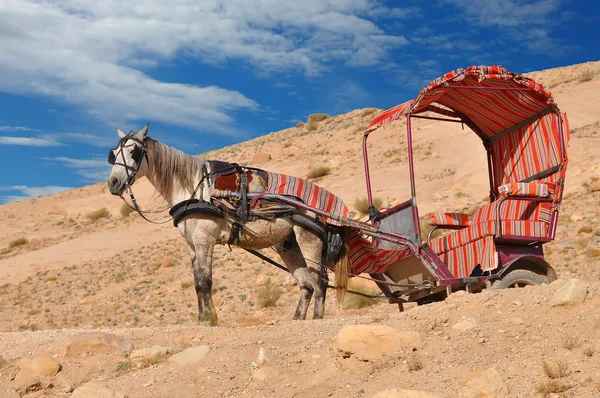 Jordan transportπορτρέτο ενός ικανοποιημένοι καταστηματάρχη — Stockfoto