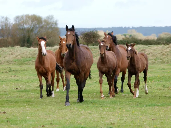 Manada de caballos corriendo — Foto de Stock