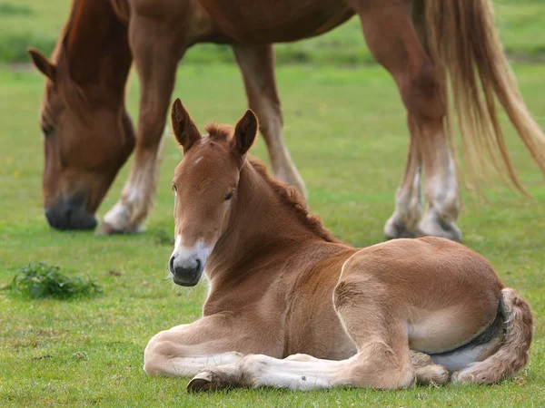 Cavalo de Suffolk potro — Fotografia de Stock