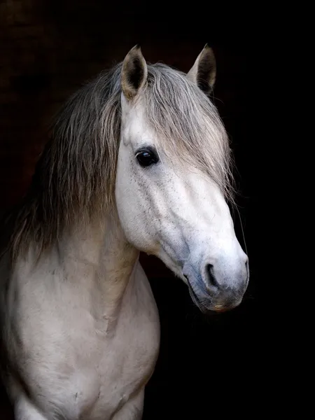 Connemara hingst headshot — Stockfoto