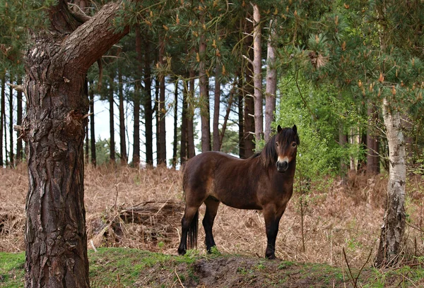 Exmoor selvaggio pony — Foto Stock
