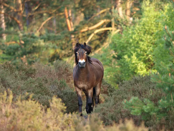 Exmoor selvaggio pony Fotografia Stock