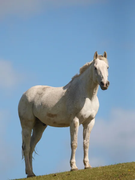 Cavalo cinzento em uma colina — Fotografia de Stock