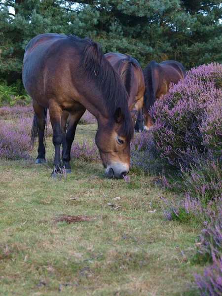 Exmoor ponys v heather — Stock fotografie