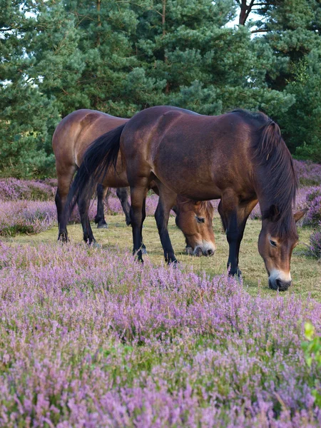 Pastoreio ony de Exmoor — Fotografia de Stock