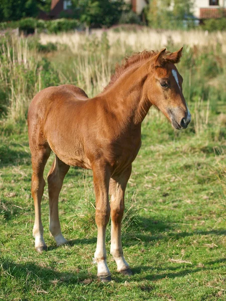 ウェールズの子馬 — ストック写真