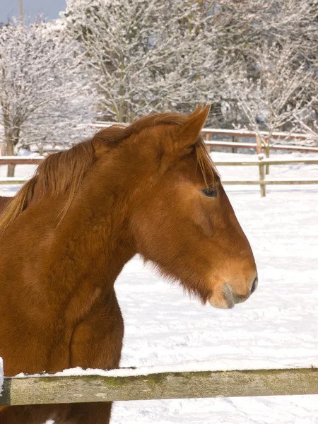 Cabeza de caballo disparada en la nieve — Foto de Stock