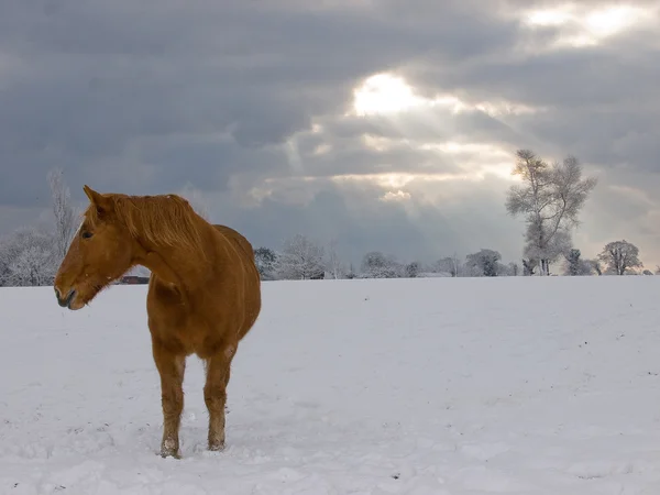 Cheval dans la neige — Photo