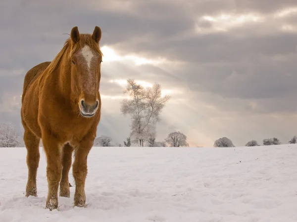 Horse In The Snow — Stock Photo, Image