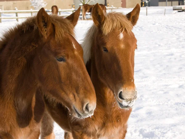 Foals In The Snow — Stock Photo, Image