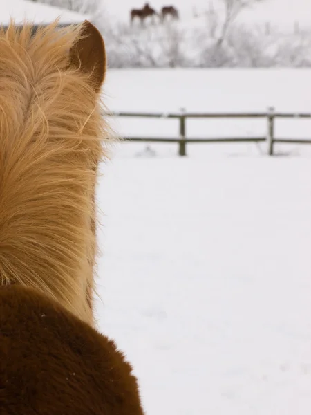 雪の中で馬の概要 — ストック写真