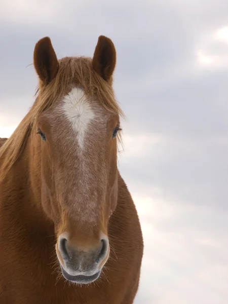 Cavallo testa girato nella neve — Foto Stock