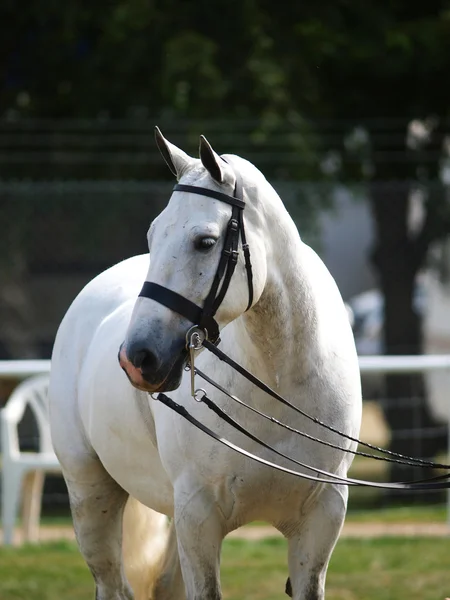 Grey Horse In Bridle — Stock Photo, Image