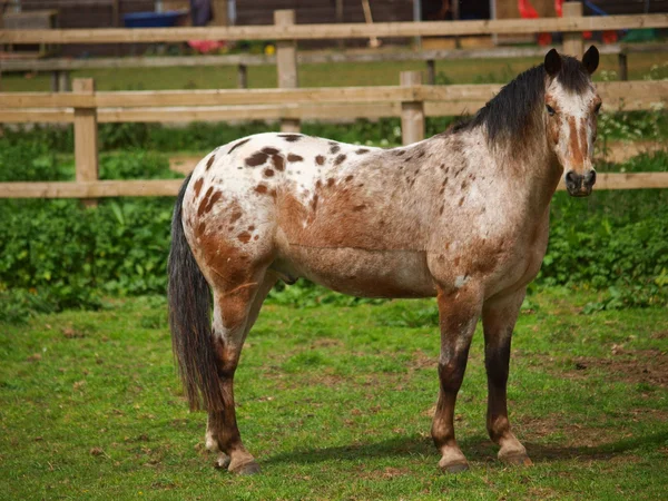 Appaloosa pônei — Fotografia de Stock