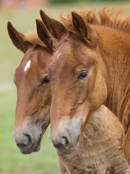 Two Suffolk Horse Foals — Stock Photo, Image