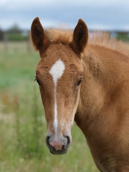 サフォーク馬馬ヘッド ショット — ストック写真