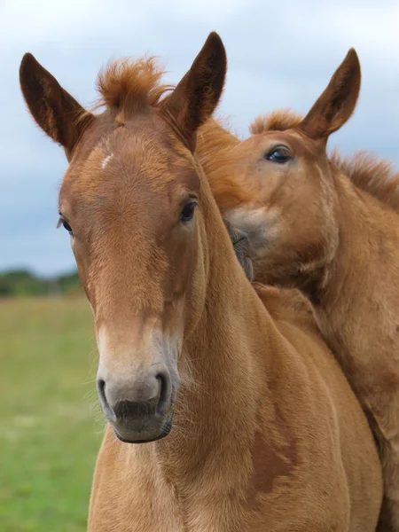 Two Suffolk Punch Horse Foals — Stock Photo, Image
