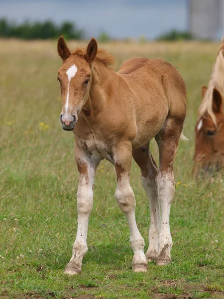 Suffolk horse źrebię — Zdjęcie stockowe