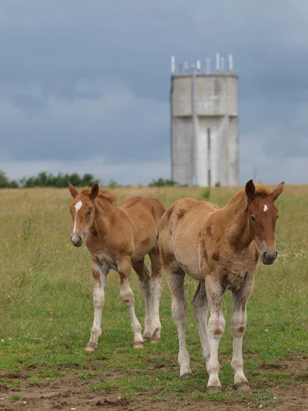 Två suffolk häst föl — Stockfoto