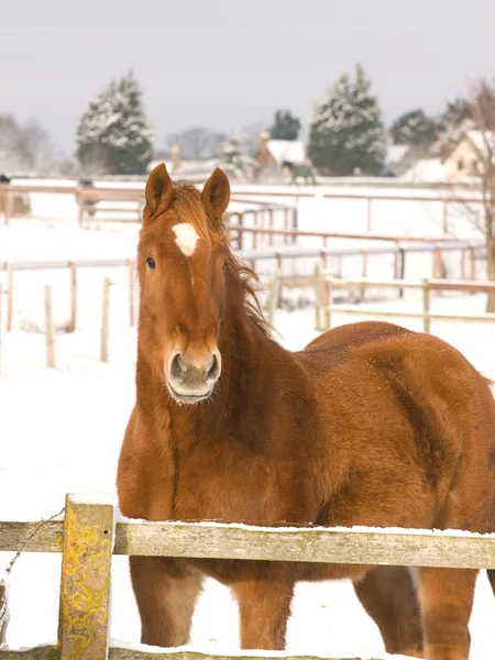 Cavallo nella neve — Foto Stock