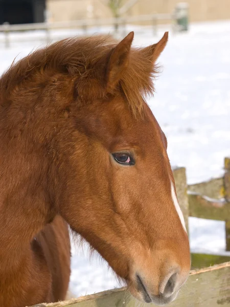 Foal en la nieve — Foto de Stock