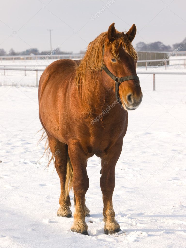Horse Standing In The Snow