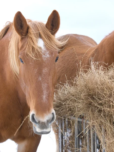 Koně jíst seno — Stock fotografie