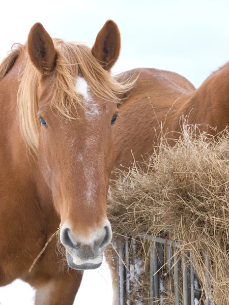 Pferd frisst Heu — Stockfoto