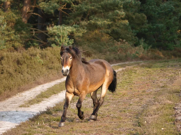 Trav vild ponny — Stockfoto