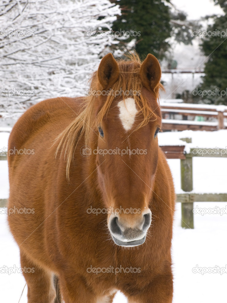 Horse In The Snow