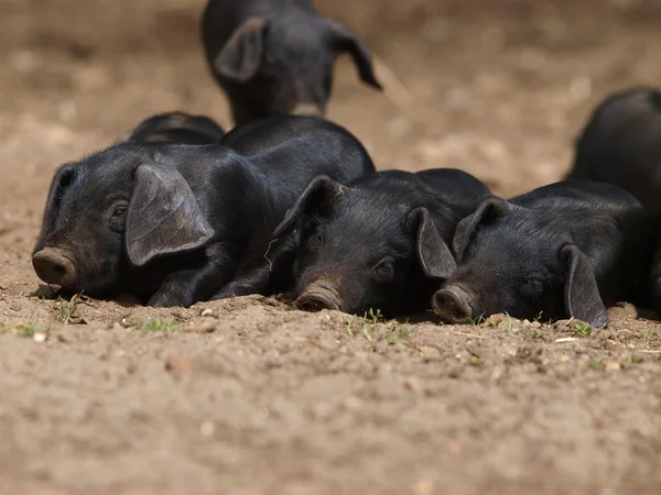 Snu świnie — Zdjęcie stockowe