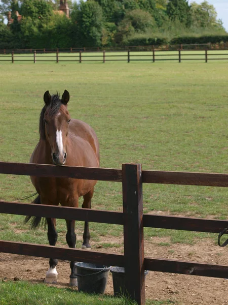 Cavalo olhando sobre uma cerca — Fotografia de Stock