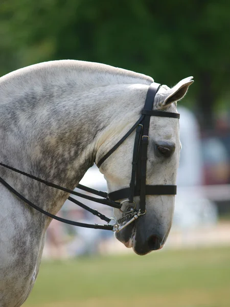 Cavalo cinzento em freio — Fotografia de Stock