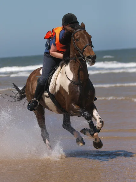 Galop sur la plage — Photo